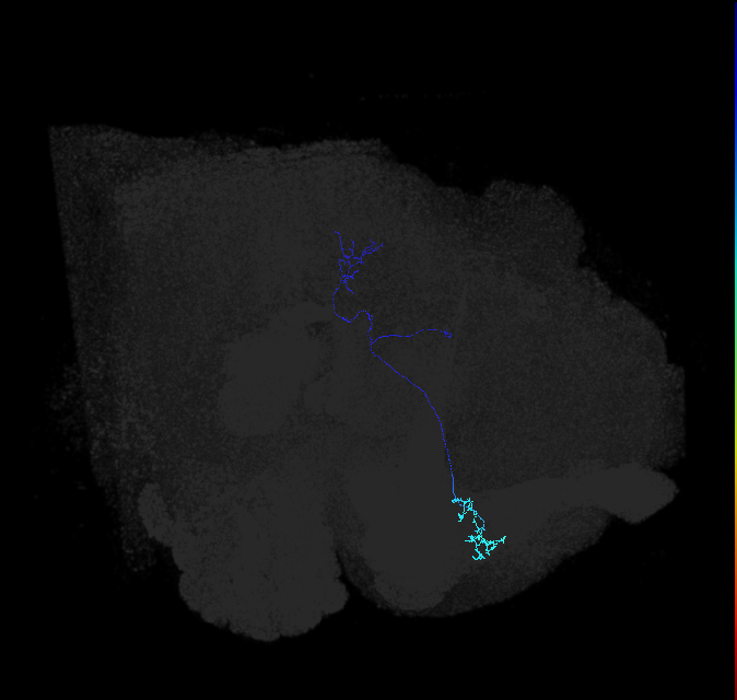 LC10 (FlyEM-HB:986758977)