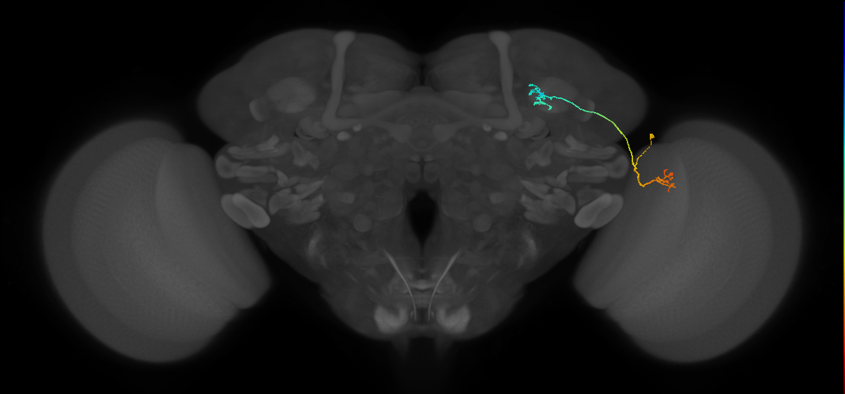 LC10 (FlyEM-HB:986758977)