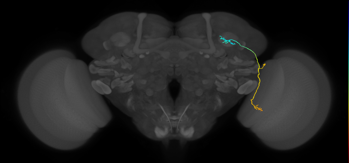 LC10 (FlyEM-HB:986763451)