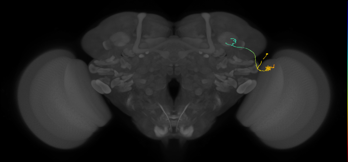 LC10 (FlyEM-HB:1347125913)