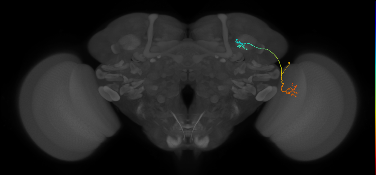 LC10 (FlyEM-HB:1017797863)