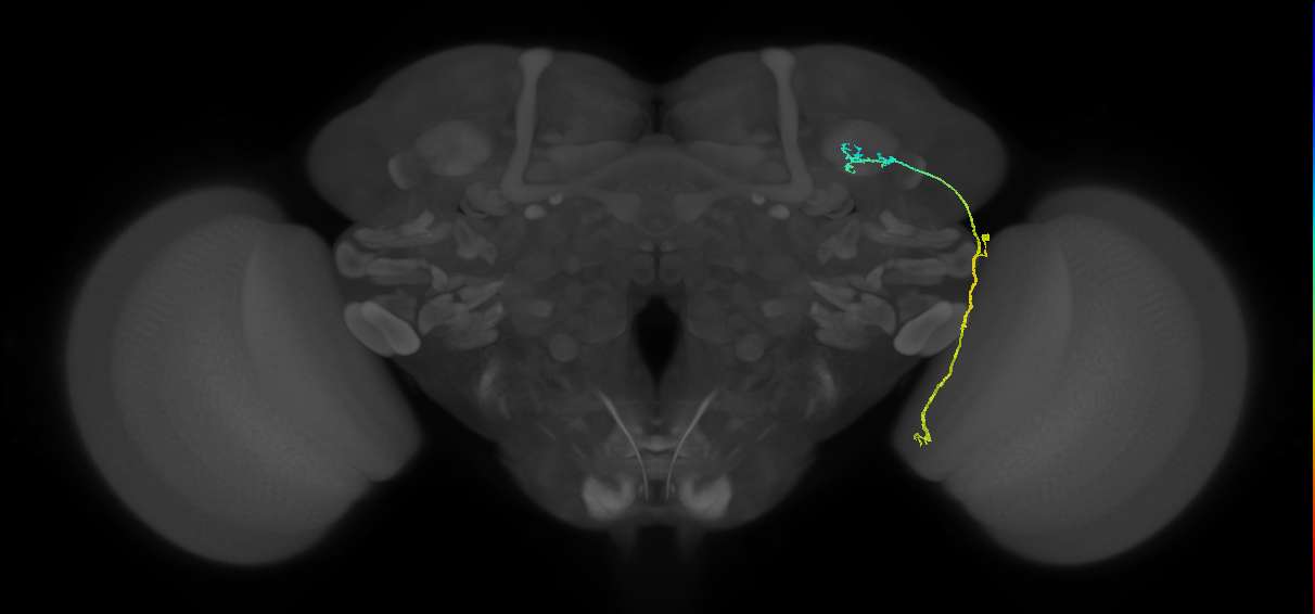 LC10 (FlyEM-HB:1017448980)