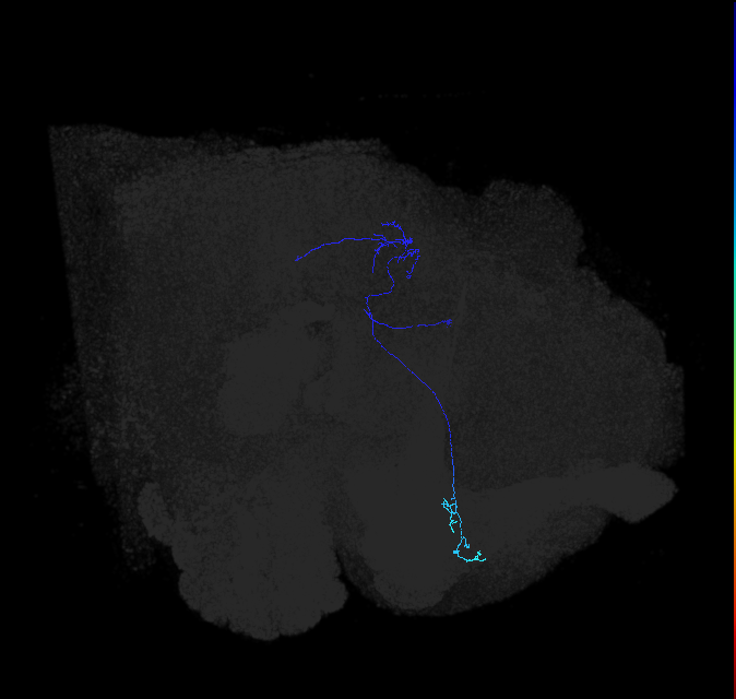 LC10 (FlyEM-HB:1140547788)