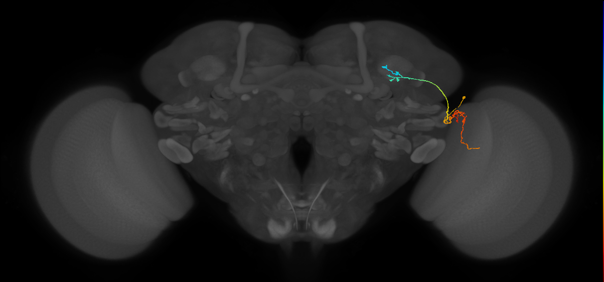 LC10 (FlyEM-HB:1140547788)