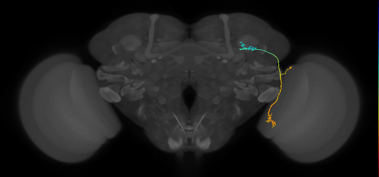 LC10 (FlyEM-HB:1110894595)