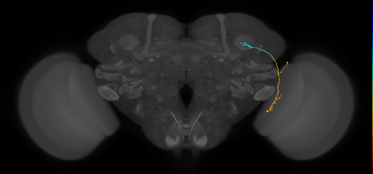 LC10 (FlyEM-HB:1139498661)