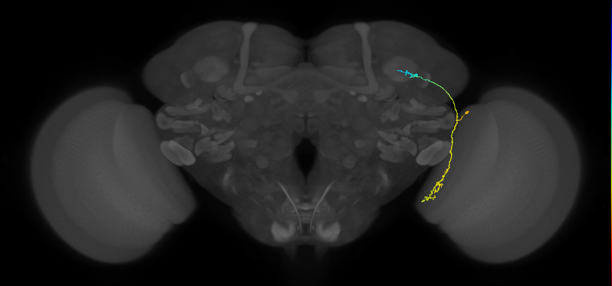 LC10 (FlyEM-HB:1109841562)