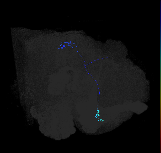 LC10 (FlyEM-HB:1439927802)