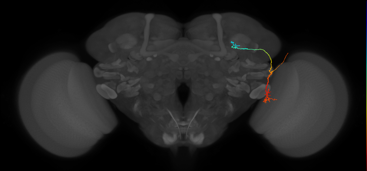 LC10 (FlyEM-HB:1439927802)