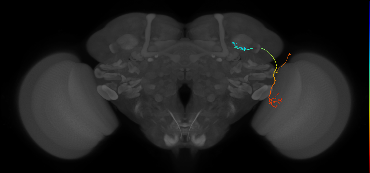 LC10 (FlyEM-HB:5813016380)