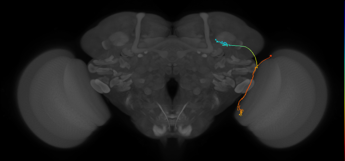 LC10(PLBDL3)_R (FlyEM-HB:1141937695)