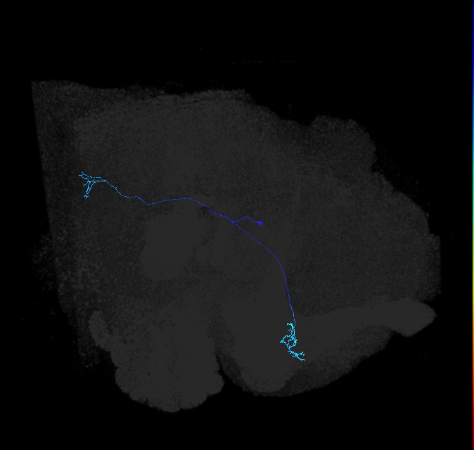 LC10 (FlyEM-HB:1080537610)