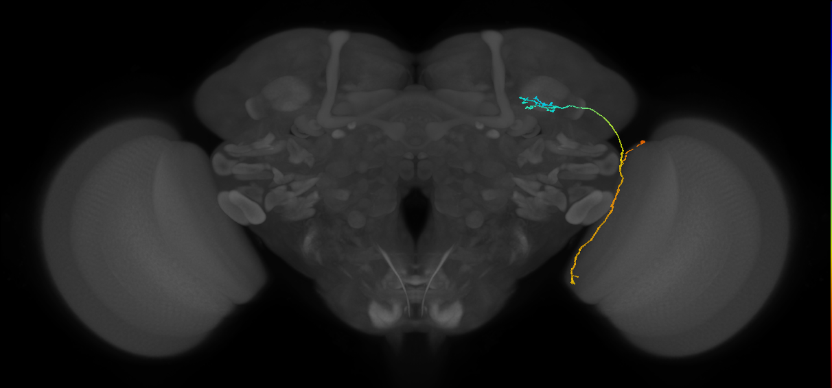 LC10 (FlyEM-HB:1111576163)