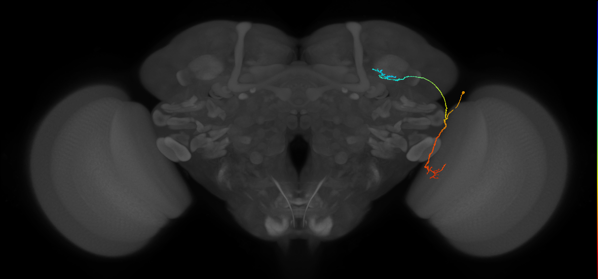 LC10 (FlyEM-HB:1110906913)