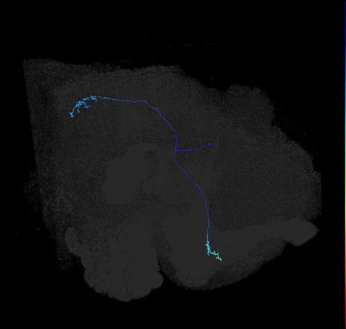 LC10 (FlyEM-HB:1111243870)