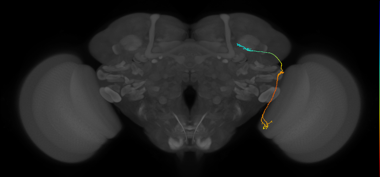 LC10 (FlyEM-HB:1111244201)
