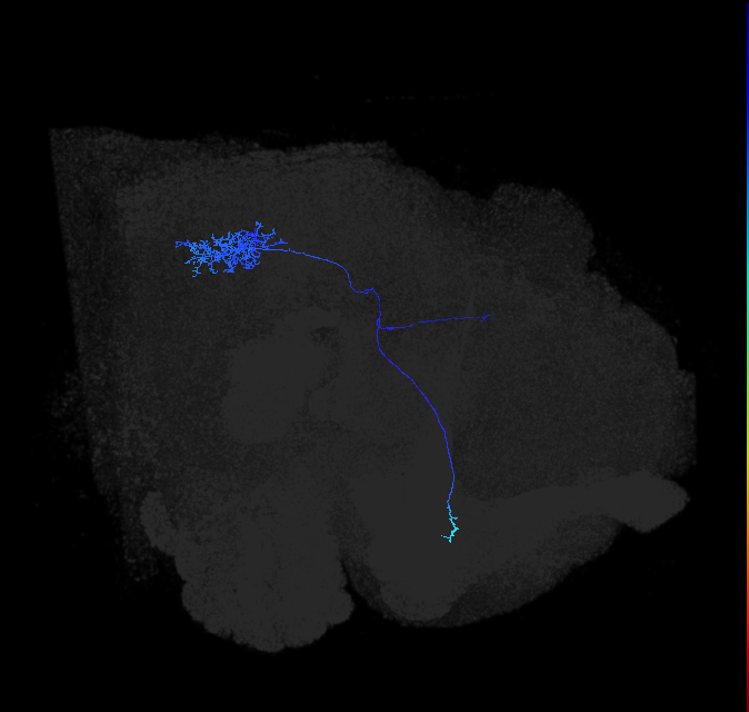 LC10 (FlyEM-HB:1625804774)