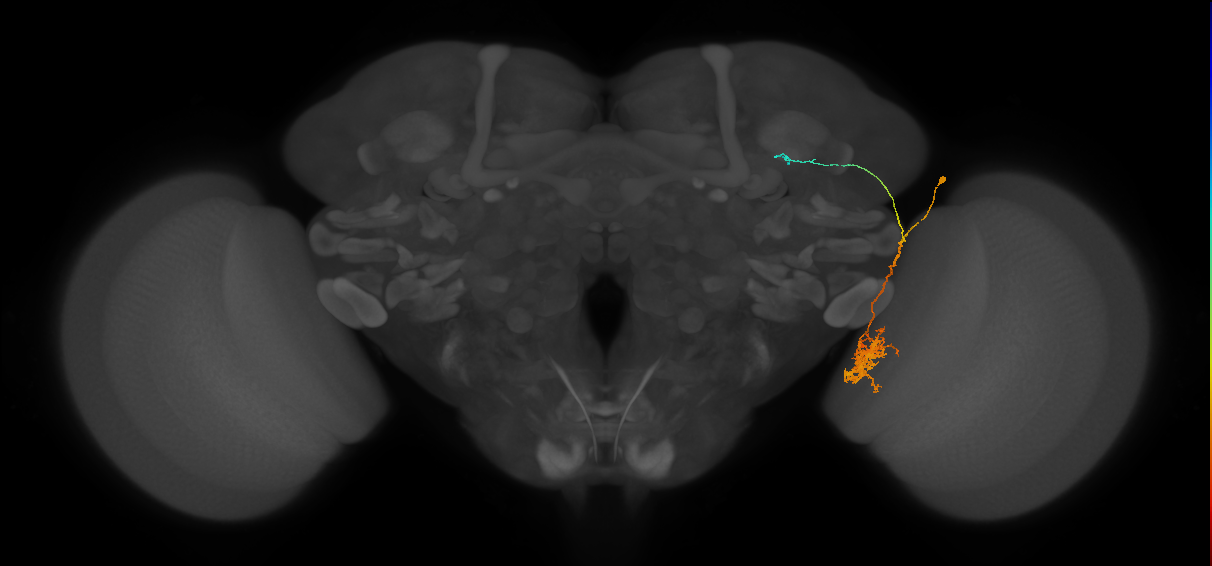LC10 (FlyEM-HB:1625804774)