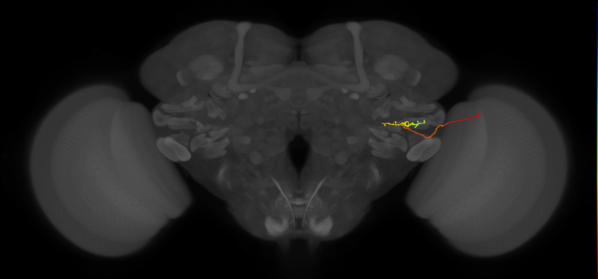 LC11 (FlyEM-HB:1562745969)