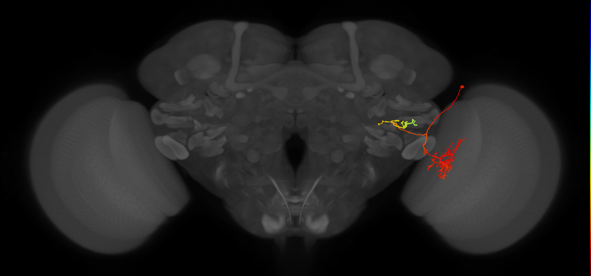 LC11(PLBDL4)_R (FlyEM-HB:1652725444)