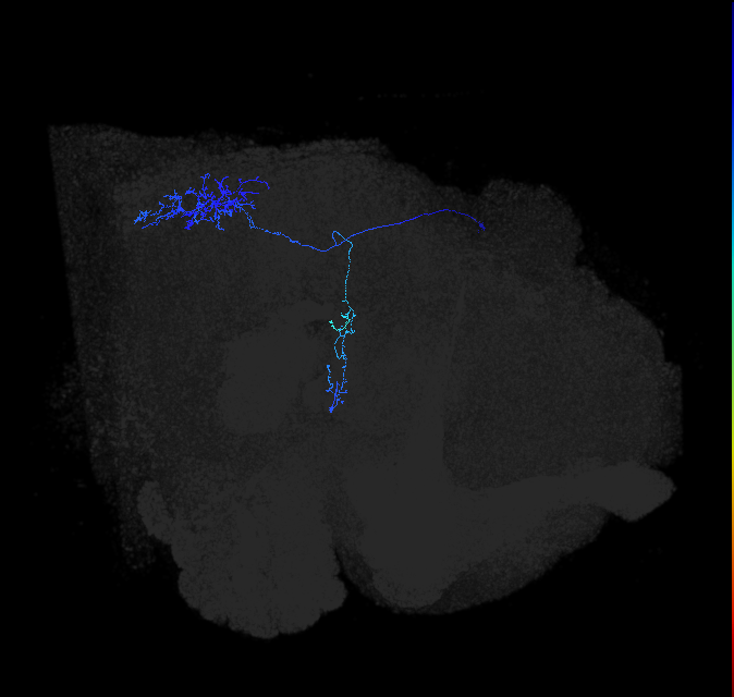 LC11 (FlyEM-HB:1749270652)