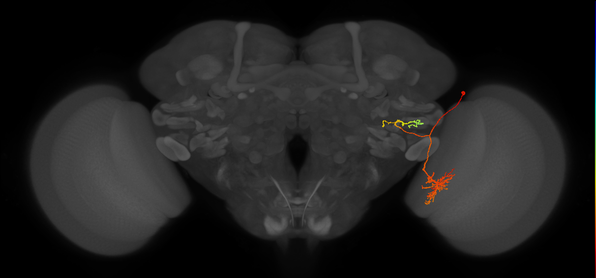 LC11 (FlyEM-HB:1749270652)