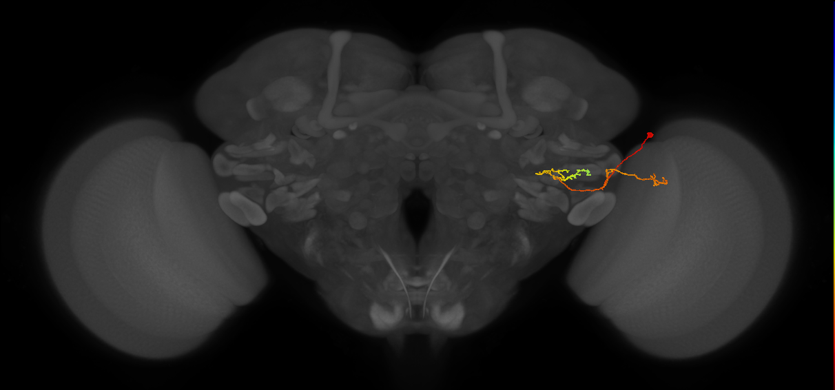 LC11(PLBDL4)_R (FlyEM-HB:1533723752)