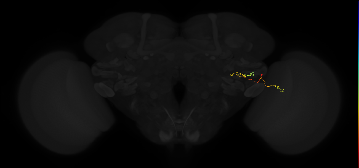lobula columnar neuron LC11