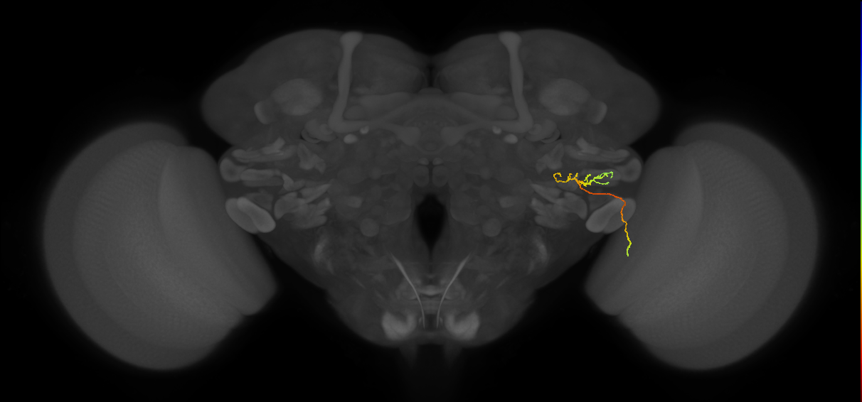 LC11 (FlyEM-HB:1566173885)