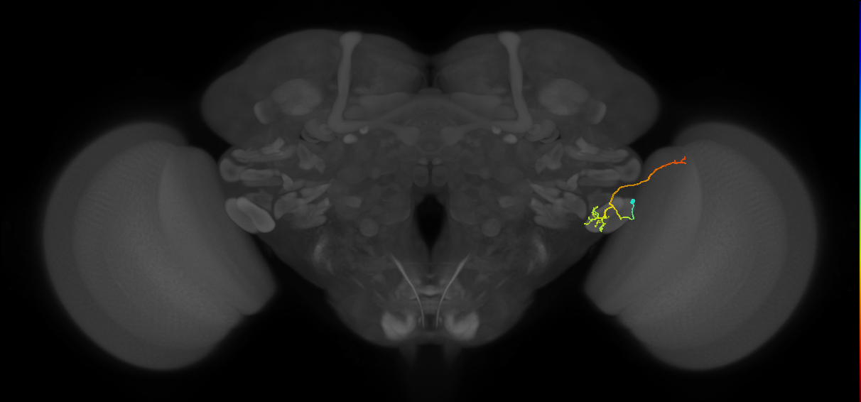 LC12(lVLPT7)_R (FlyEM-HB:1627509673)