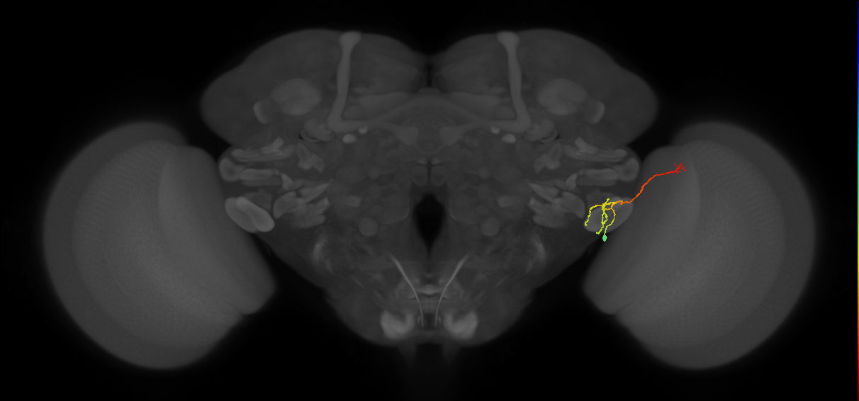 LC12 (FlyEM-HB:1656157606)