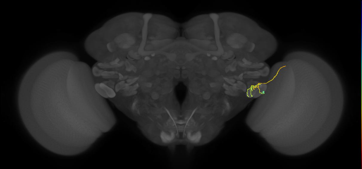LC12(lVLPT7)_R (FlyEM-HB:1751994423)