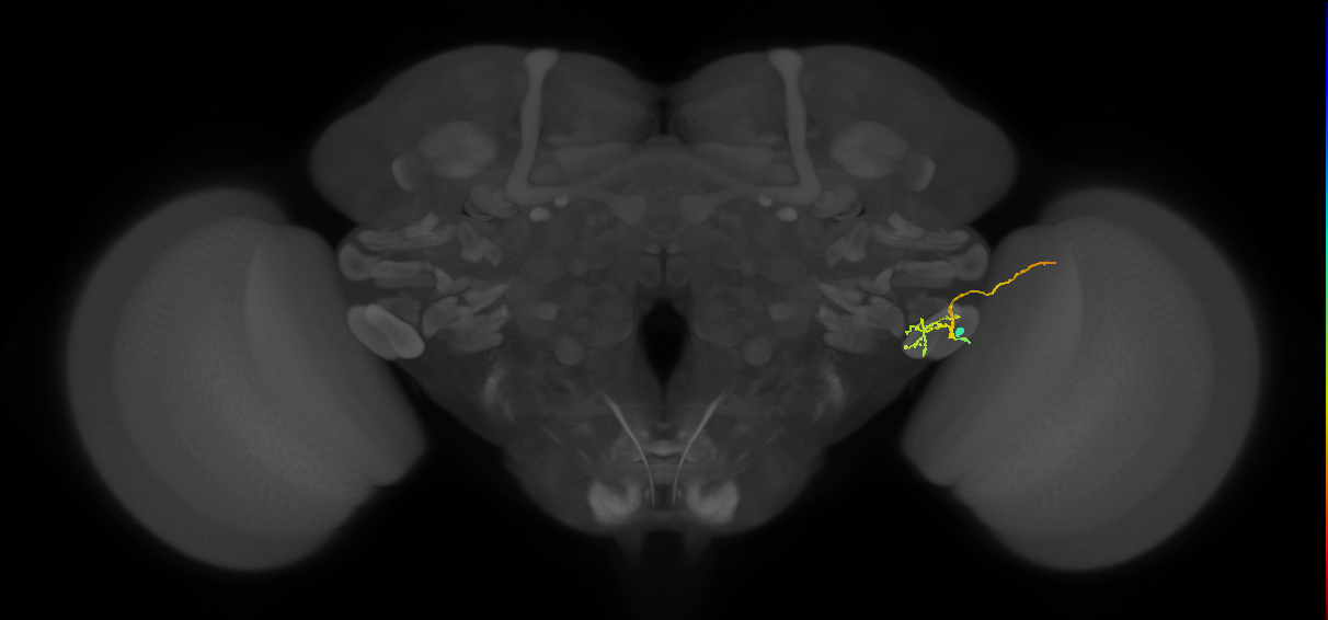 LC12(lVLPT7)_R (FlyEM-HB:1471259890)