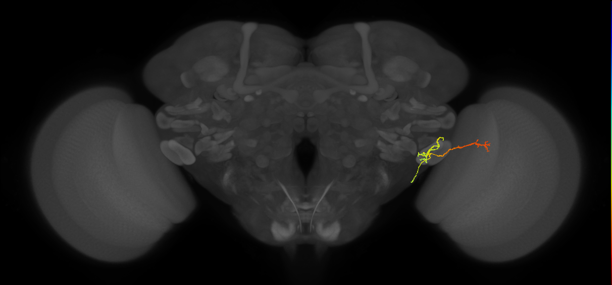 LC12 (FlyEM-HB:1654405306)