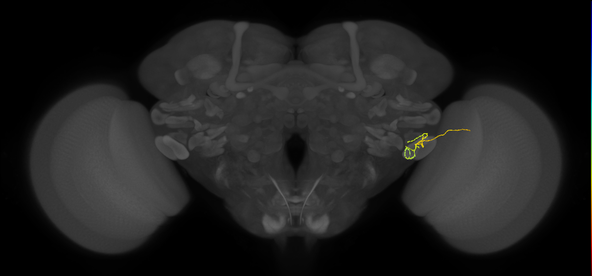 LC12 (FlyEM-HB:1753354671)