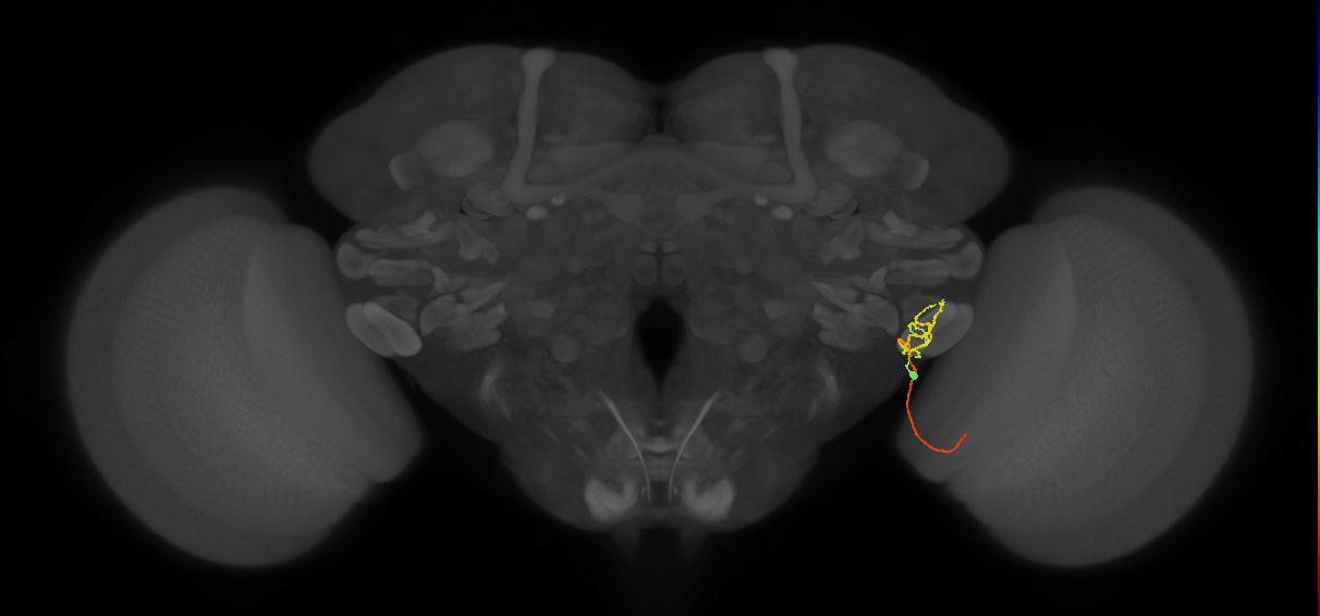 LC12 (FlyEM-HB:1935843067)