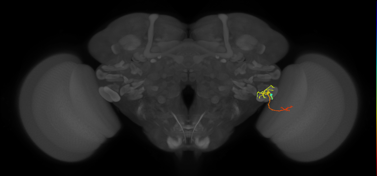 LC12(lVLPT7)_R (FlyEM-HB:1754370281)