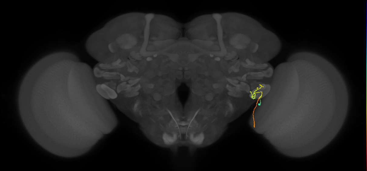 LC12 (FlyEM-HB:1784393707)