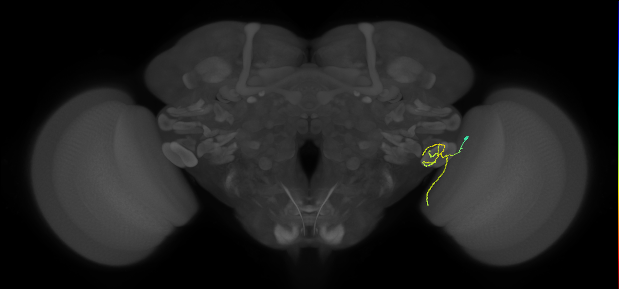 LC12 (FlyEM-HB:1846800094)