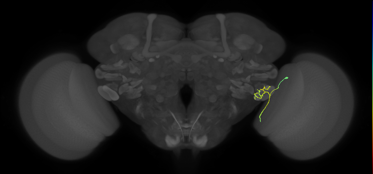 LC12(lVLPT4)_R (FlyEM-HB:1784735157)