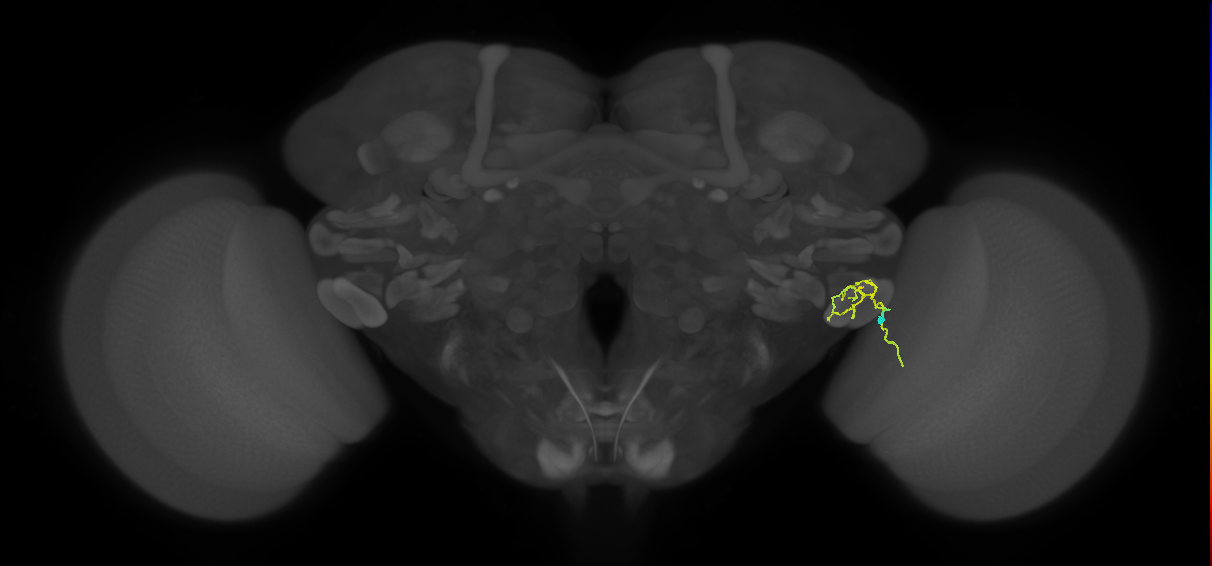 LC12(lVLPT7)_R (FlyEM-HB:1785067268)