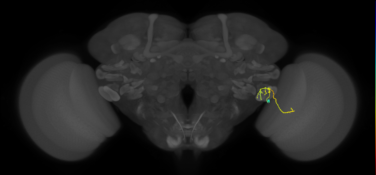 LC12 (FlyEM-HB:1783029895)