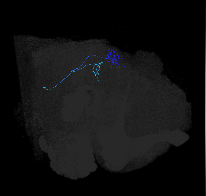 LC13(LWF1)_R (FlyEM-HB:1252337098)