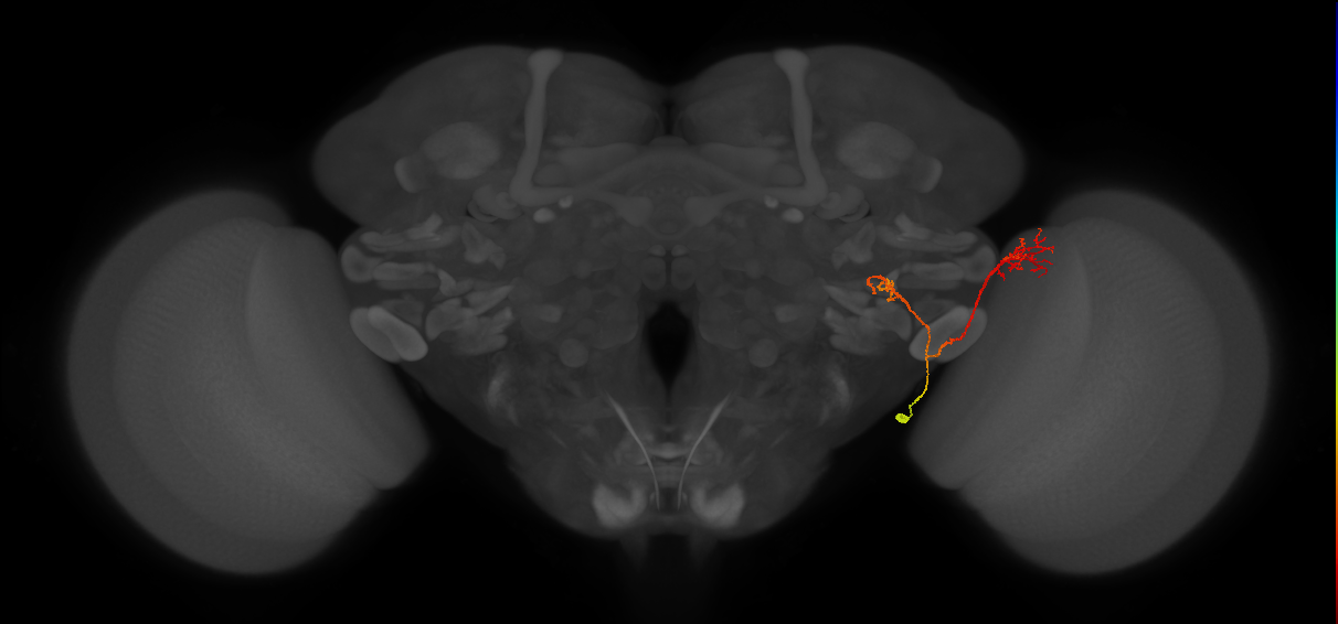 LC13(LWF1)_R (FlyEM-HB:1252337098)