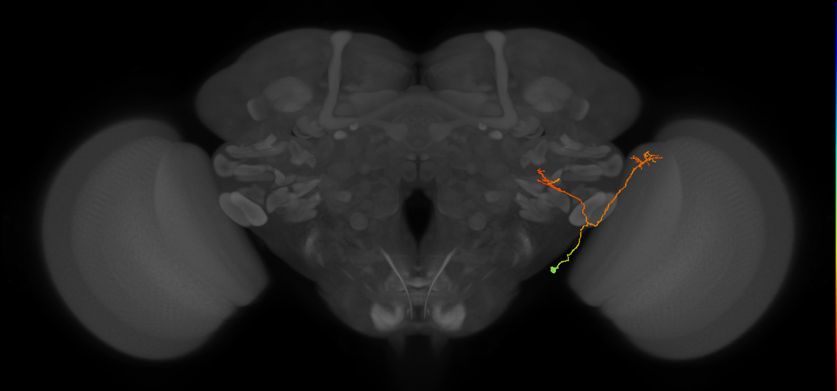 LC13(LWF1)_R (FlyEM-HB:1500369887)
