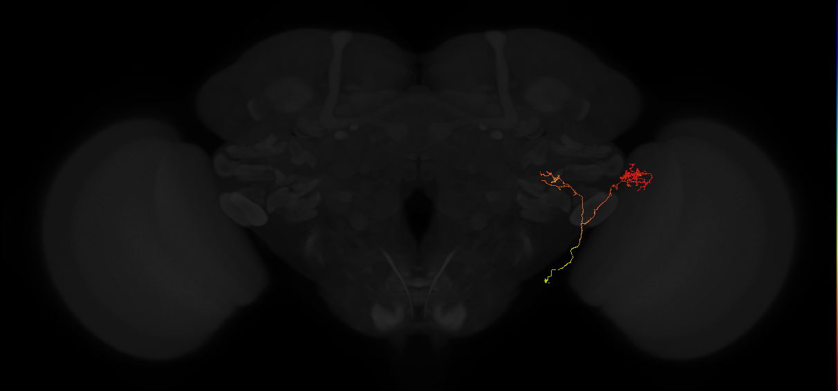 lobula columnar neuron LC13