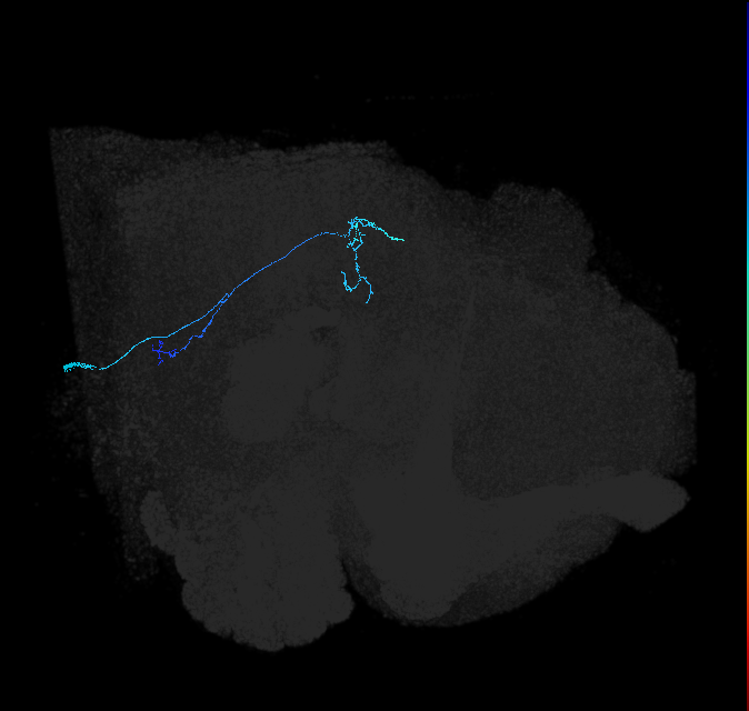 LC13(LWF1)_R (FlyEM-HB:1407269350)