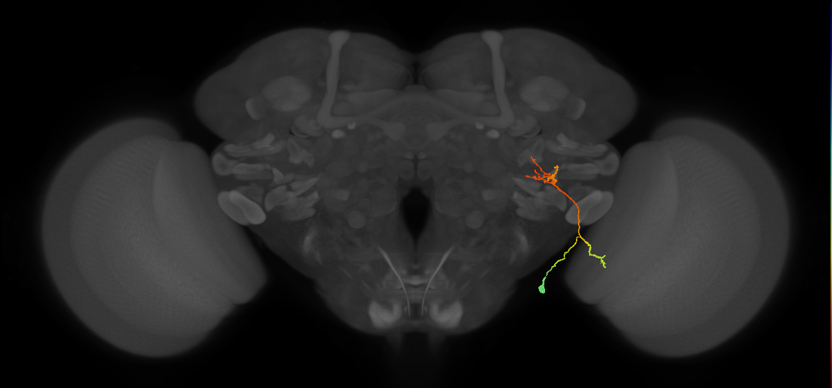 LC13(LWF1)_R (FlyEM-HB:1407269350)