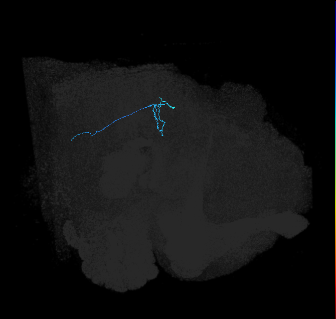 LC13 (FlyEM-HB:1469331067)