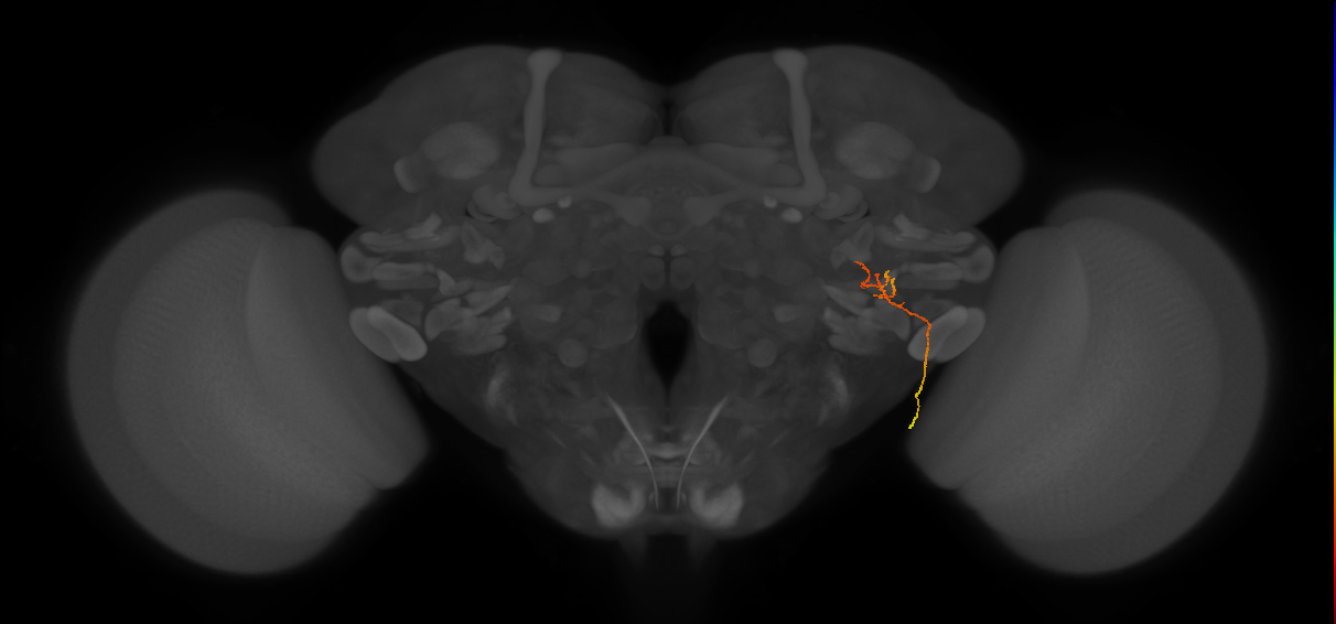 LC13 (FlyEM-HB:1469331067)